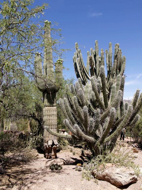 desert landscape scenery