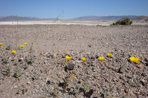 desert flowers desert flowers