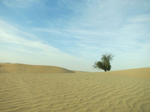 desert abudhabi tree