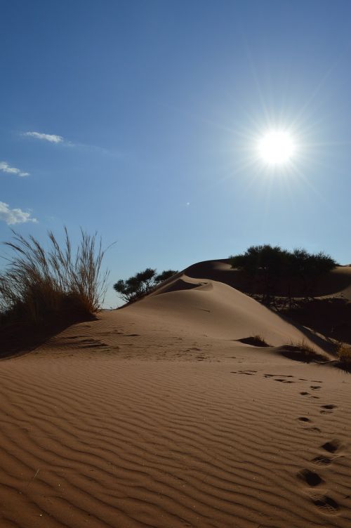 desert tracks in the sand africa