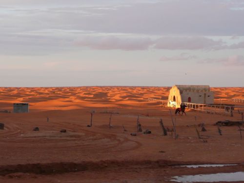 desert horse sand