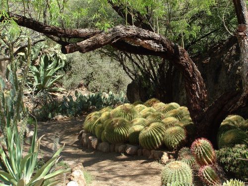 desert cactus nature