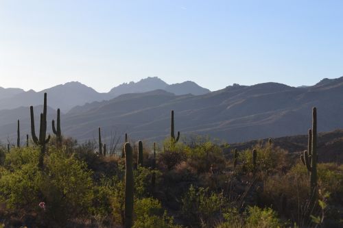 desert landscape saguaro