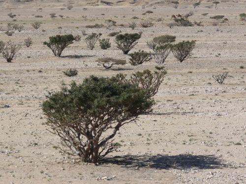 desert sand dry