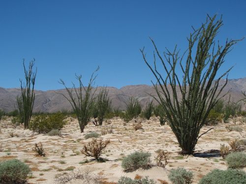 desert de anza-borrego nature