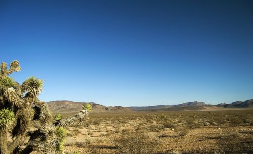 desert landscape cactus