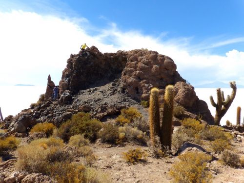 desert sallar cactus