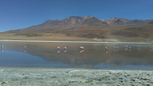 desert bolivia flamingos