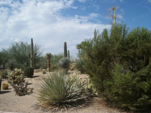 desert cactus sand