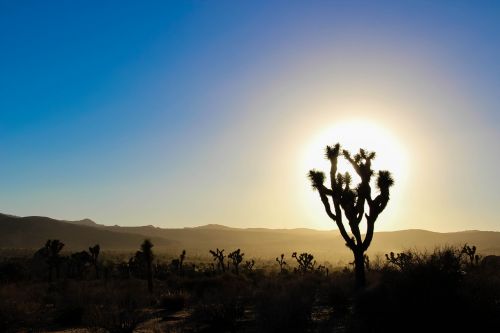 desert california cactus