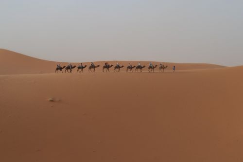 desert dromedary morocco