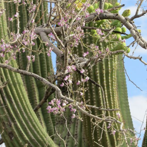 desert flowers cactus