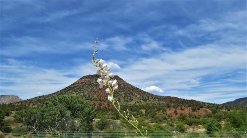 desert sedona flower