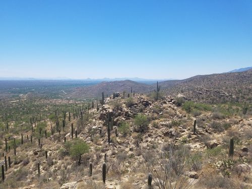 desert saguaro cactus