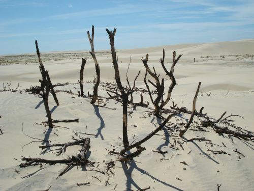 desert twigs sand