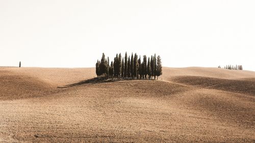 desert sand trees