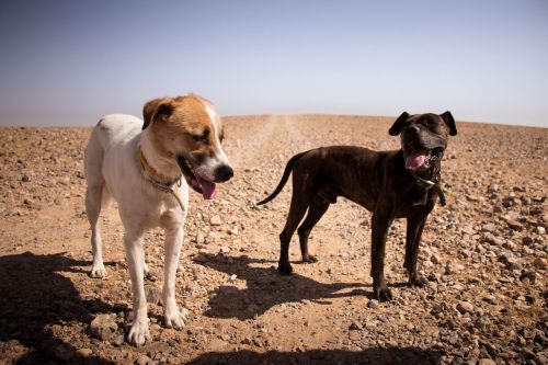 desert dogs cute