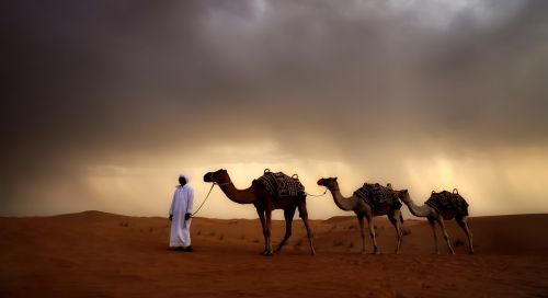 desert camels animals