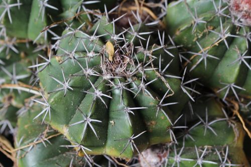 desert fruit mar