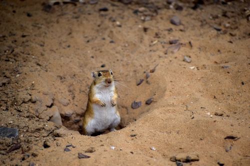 desert animal nature