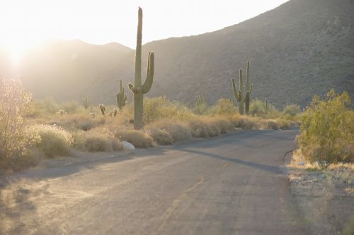 desert cactus road