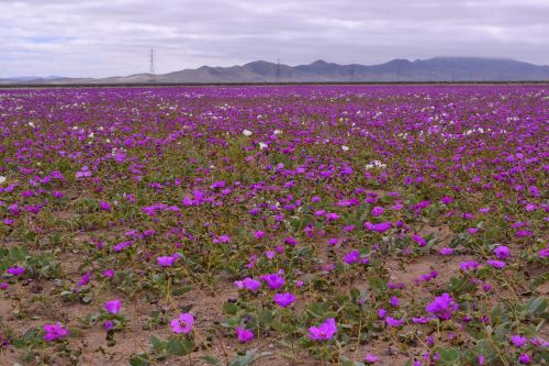 desert blossom flower