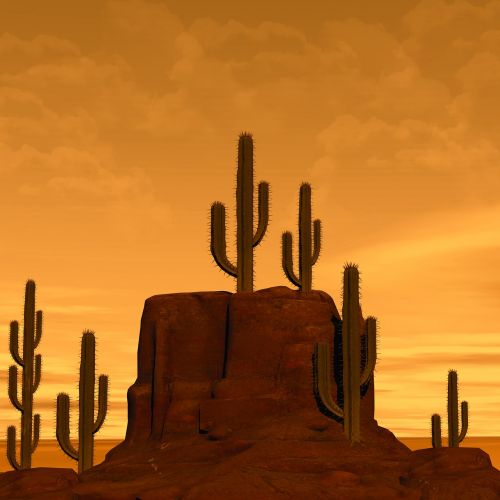 desert rock cactus