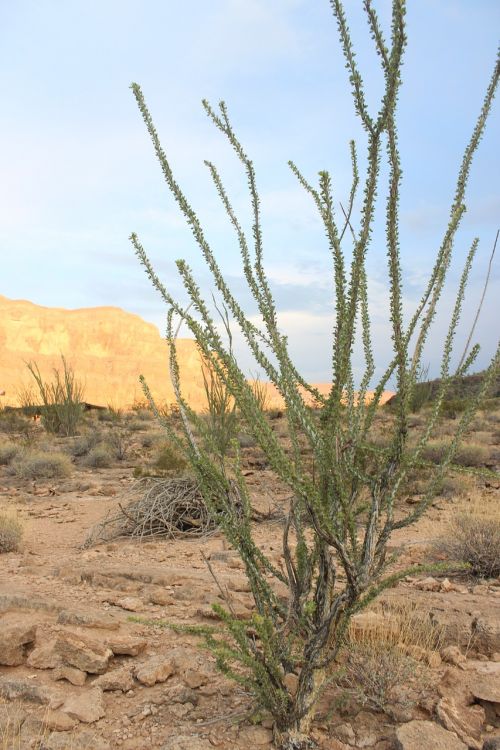 desert plant dry