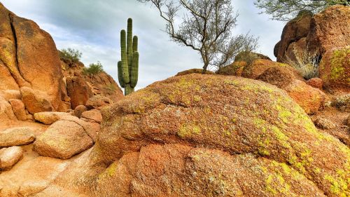 desert cactus arizona