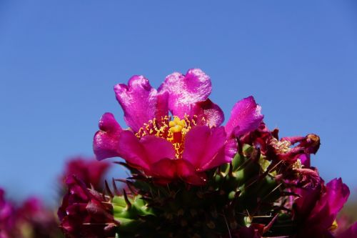 desert cactus flower