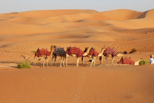 desert camel sand