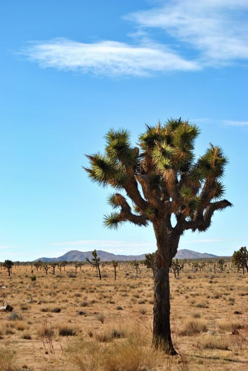 desert nature tree