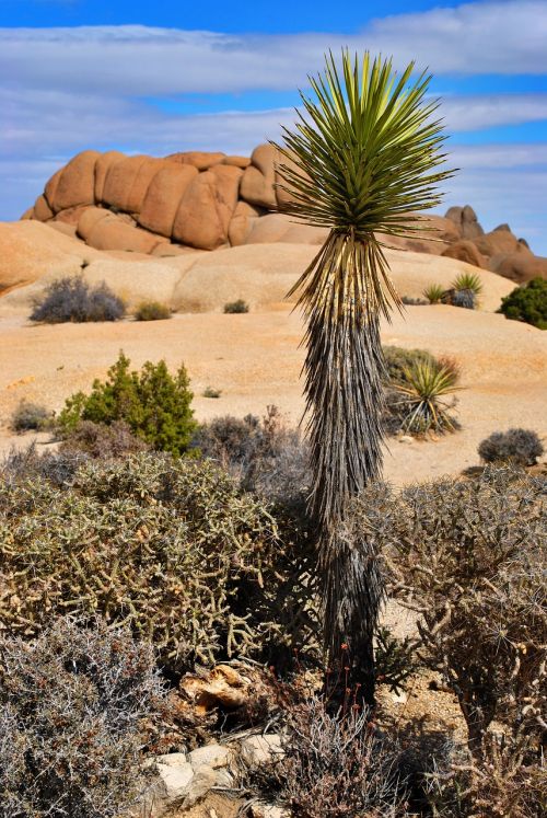 desert dry nature