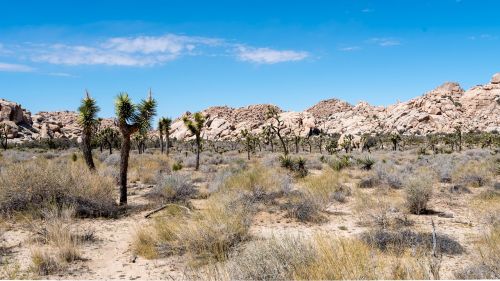 desert nature dry