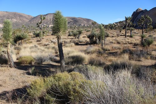 desert  nature  landscape