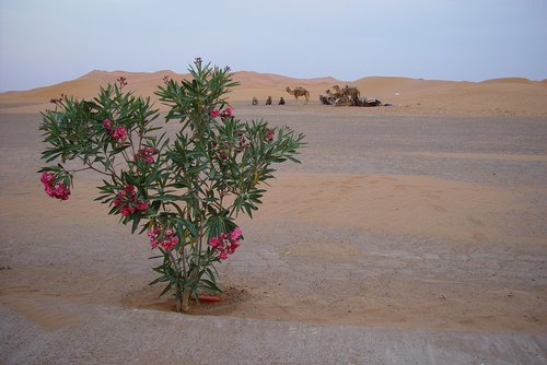 desert  camels  morocco