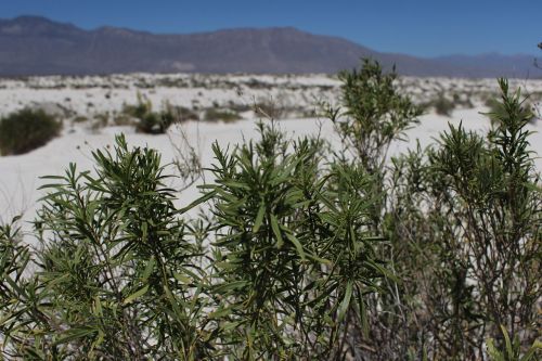 desert dunes trees