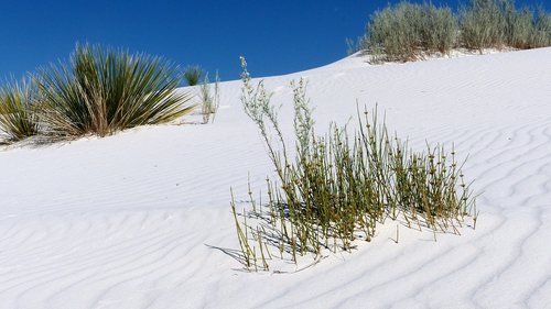 desert  sands  white