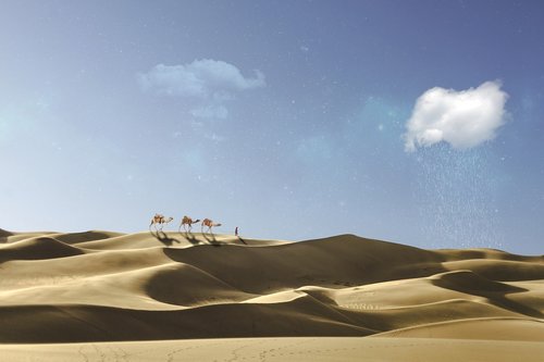 desert  caravan  camel