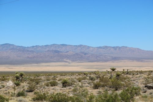 desert  plants  landscape