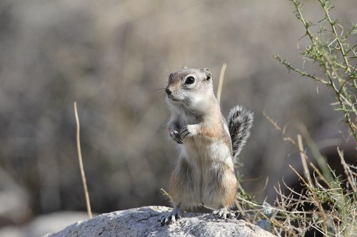 desert  squirrel  nature