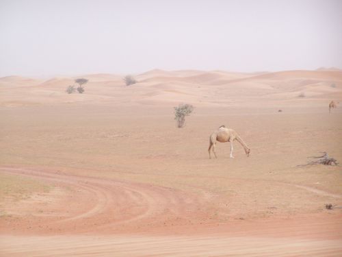 desert camel lonely