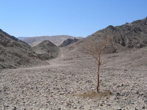 desert dry tree