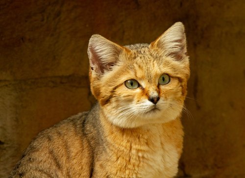 desert  cat  feline