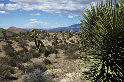 desert  arid  cactus dry