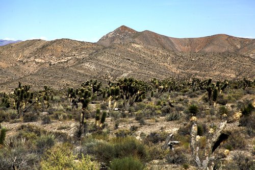 desert  arid  cactus