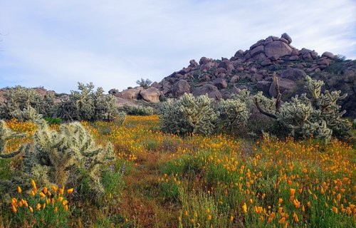 desert  flowers  mountains