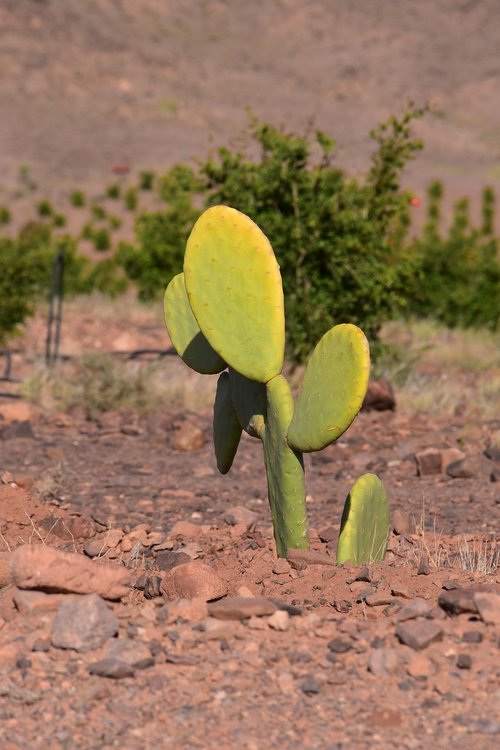 desert  morocco  cactus