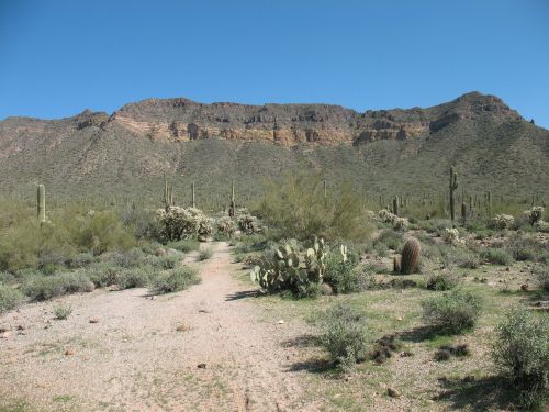 desert cactus nature