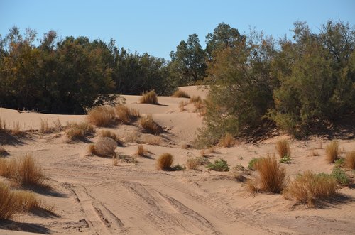 desert  sand  sahara